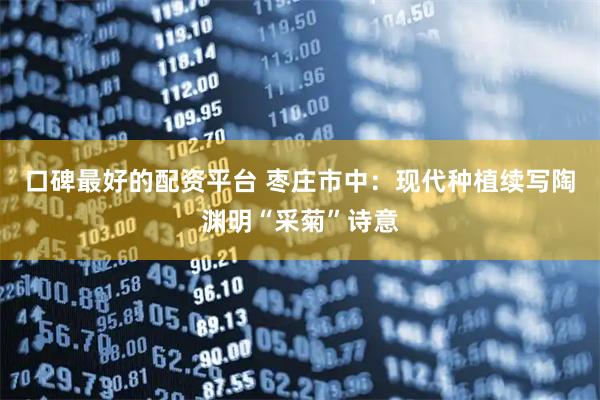 口碑最好的配资平台 枣庄市中：现代种植续写陶渊明“采菊”诗意